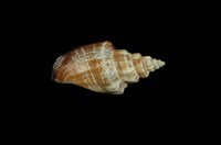 藏品(黑嘴鳳凰螺)的圖片